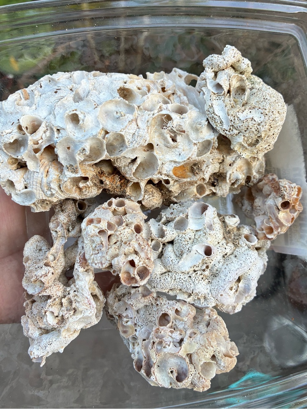 Sea Worm shells Small pieces of crustaceans Natural shells Beach decor Marine